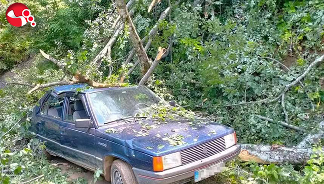 Üzerine ağaç devrildi!