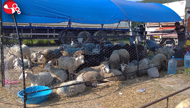 Kurbanlıklar pazara indi...