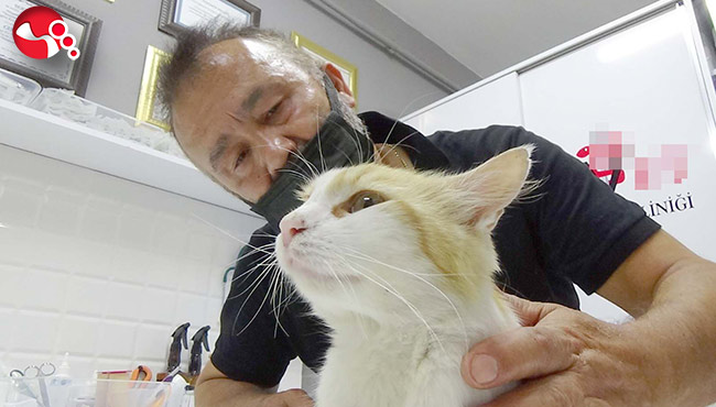 Komşusunun kedisini vurduğunu iddia etti!