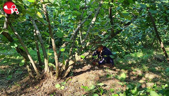 Hasat öncesi son hazırlıklar…