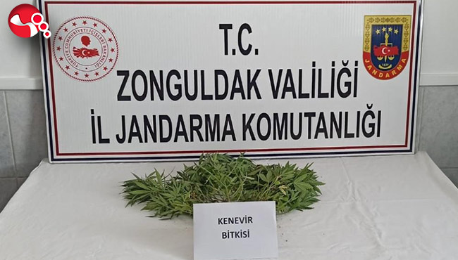 Jandarmadan uyuşturucu operasyonu!