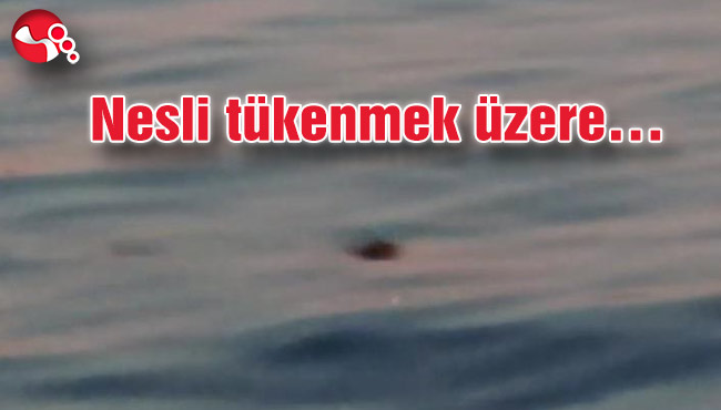 Ereğli sahilinde görüntülendi…