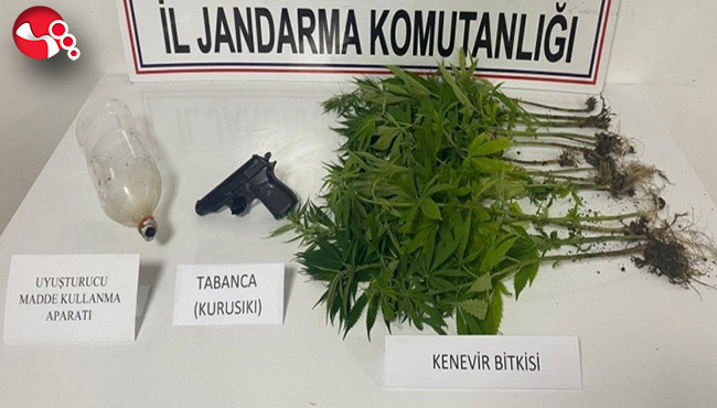 15 kök kenevir bitkisi ele geçirildi