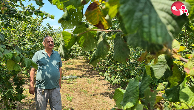 Fındık üreticisinin yüzü bu yıl gülecek mi?