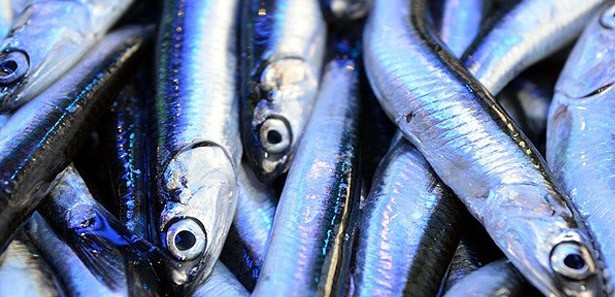 HAMSİNİN TEZGAHTAKİ ''SALTANATI'' BİTTİ