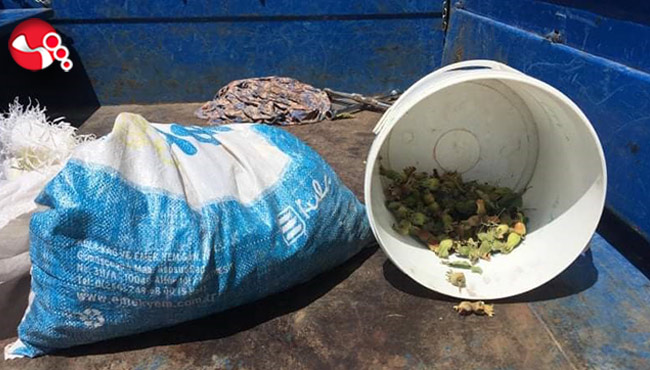 Fındık hırsızlığı!...