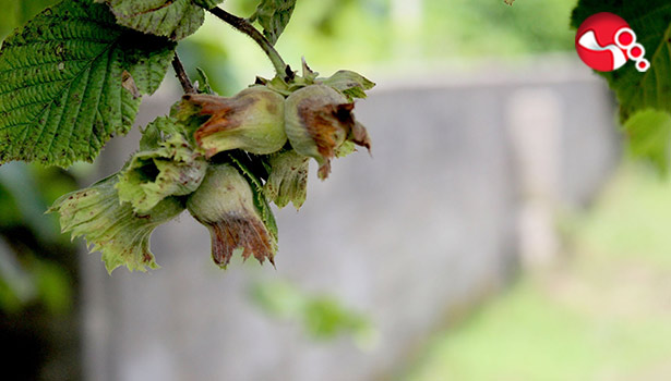 Fındık hasat tarihleri açıklandı