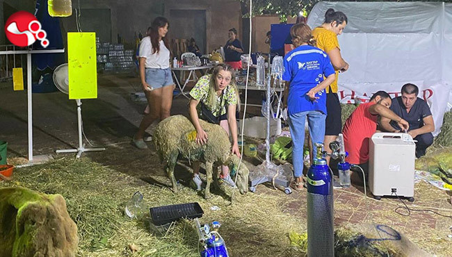 Yangın Bölgesine hayvanları kurtarmak için gönüllü olarak gittiler