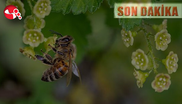 Arı soktu,hastanelik oldu