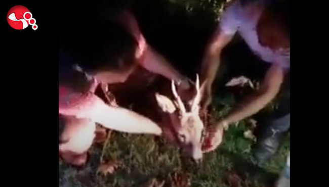 Karacaya çarptı, kaçtı!..