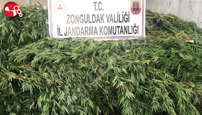 Kenevir Operasyonu...1 gözaltı...