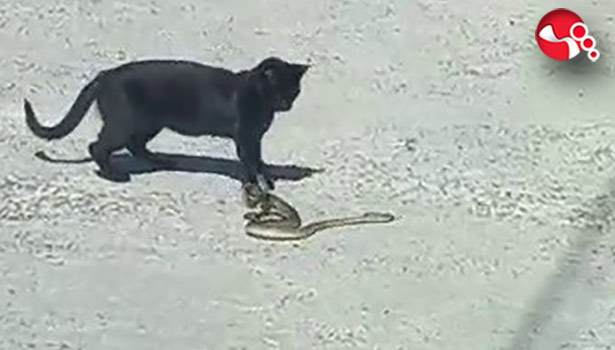 Kedi ile yılanın kavgası...