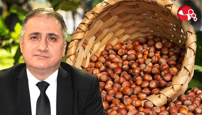 TMO, fındık alımlarına başlıyor...