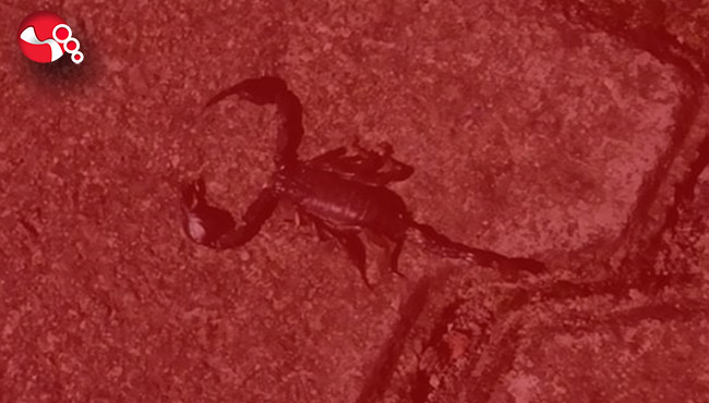 ZEHİRLİ AKREP KORKUSU…