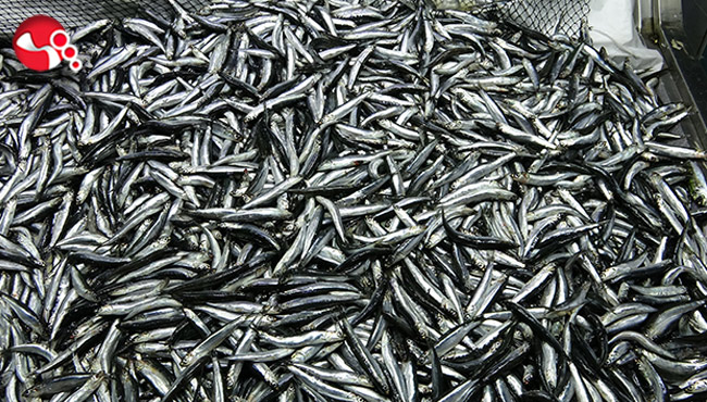 Balıklar cep yakıyor