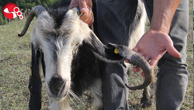 Atasözü gerçek oldu