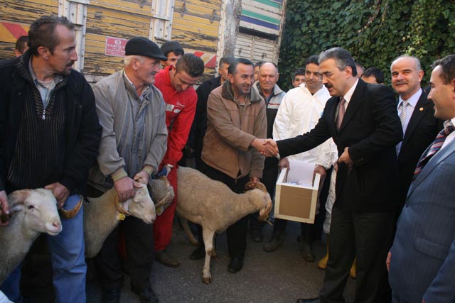 525 MERİNOS DAĞITILDI...