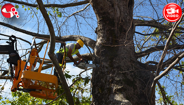 Anıt Ağaçlar bakıma alındı