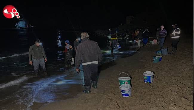 Balıklar sahile vurdu