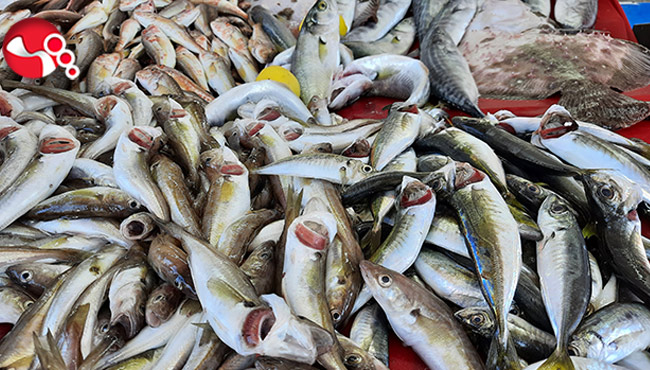 Balıkçılar umudunu hamsiye bağladı
