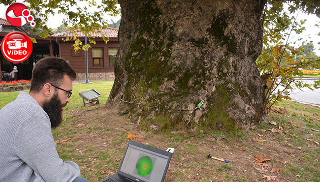 Ağaçların röntgenleri çekiliyor