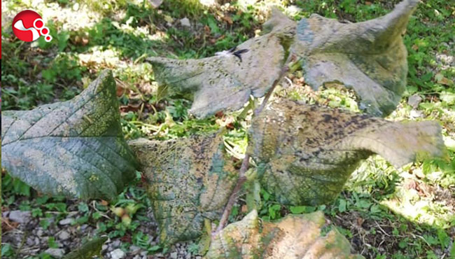 Amerikan Beyaz Kelebeği ile mücadele uyarısı