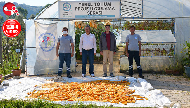 Ata Tohumu Üretim Çalışmaları 2’nci yılında!..