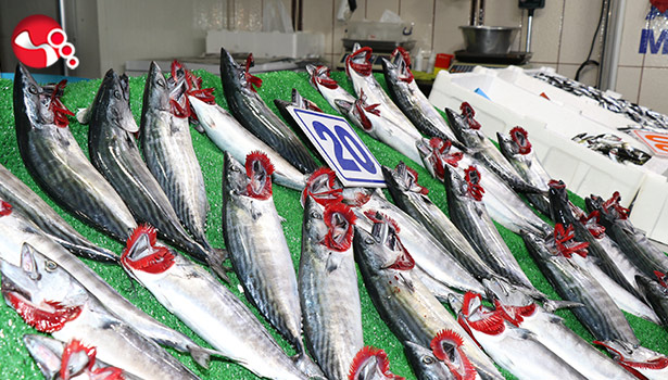 Karadeniz’de balık bolluğu