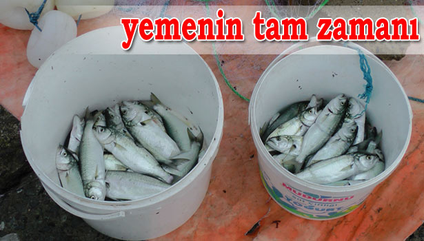 KARADENİZ'DE BALIK BOLLUĞU