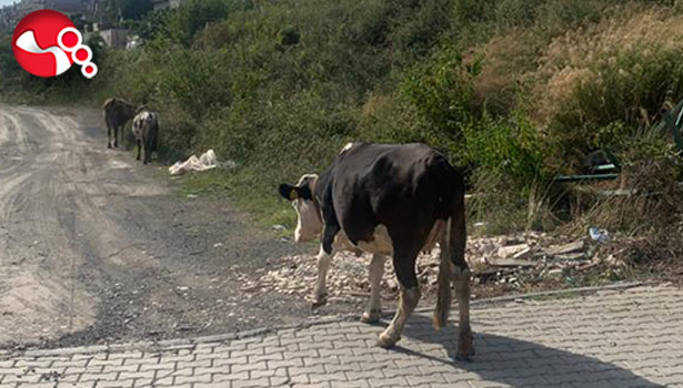 Başıboş gezen inekler mahalleliyi tedirgin ediyor