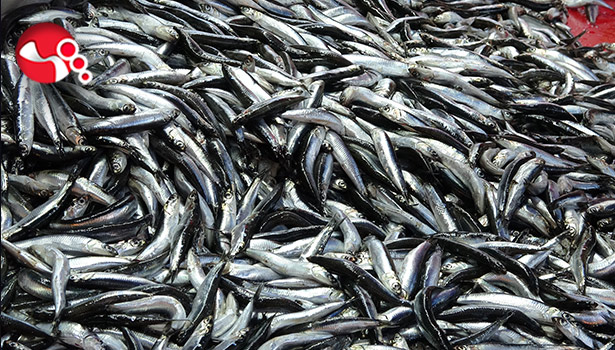 Palamut tezgahlara gelmeyince, ilgi hamsiye kaydı