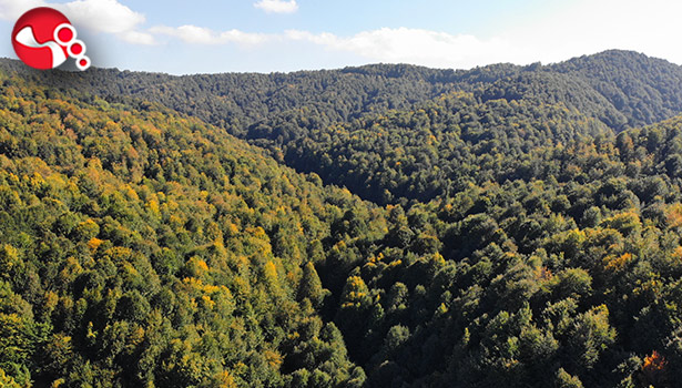 Zonguldak ormanları sonbaharı karşılıyor