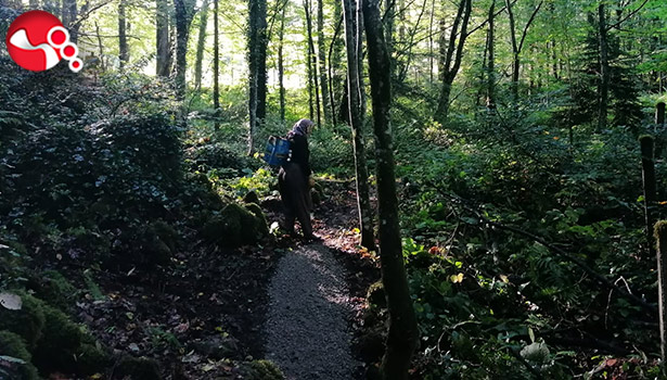 Dünyanın en sıcak noktasında bir ağaç müzesi