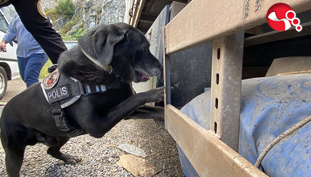 “Dark”, zehir tacirlerine göz açtırmıyor