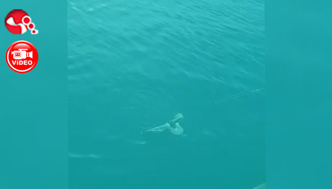 Oltaya bu kez balık değil, bakın ne takıldı?