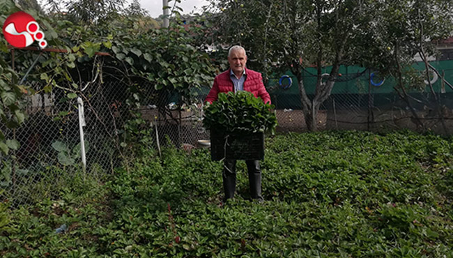 Çilek fide ekimi başladı