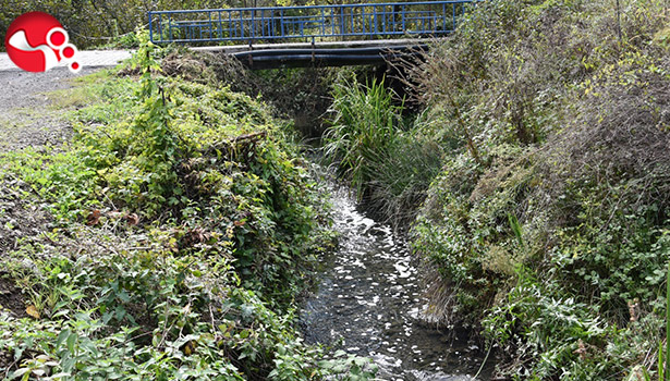 Kimyasal atıklar dereyi kuruttu