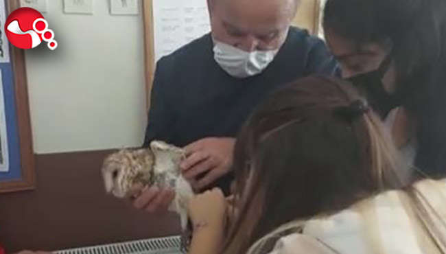 Paçalı Baykuş’un hayatını kurtardılar