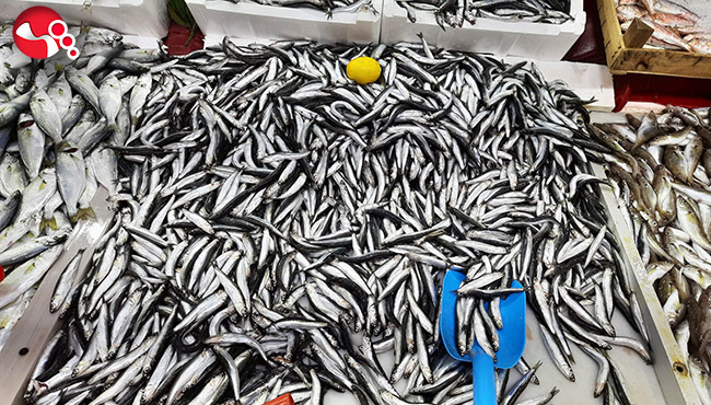 Hamsi Ereğli’de neden pahalı?