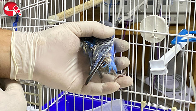 Karnındaki şişliğin sebebi…