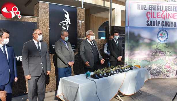 Kdz. Ereğli Belediyesi, Osmanlı Çileği Fidesi dağıtacak