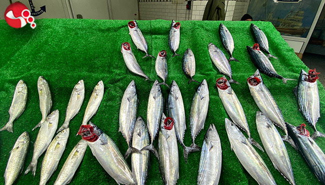 Palamut; kırmızı etle rekabete girdi