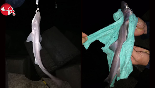 Oltaya çinekop yerine köpek balığı takıldı