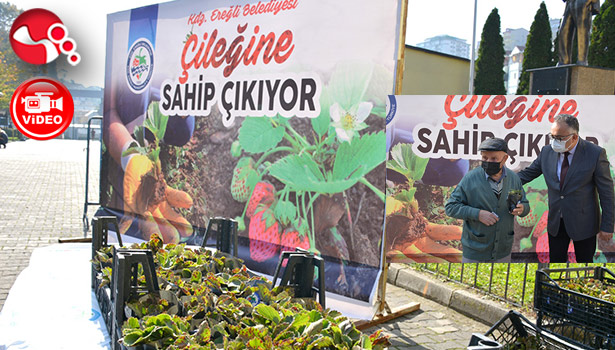 “Osmanlı Çileğini Kdz Ereğli Belediyesi Literatüre kazandırdı”