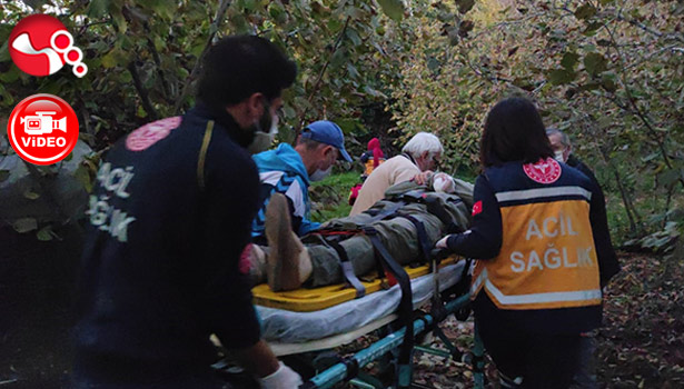 Meyve ağacından düşerek hastanelik oldu!..