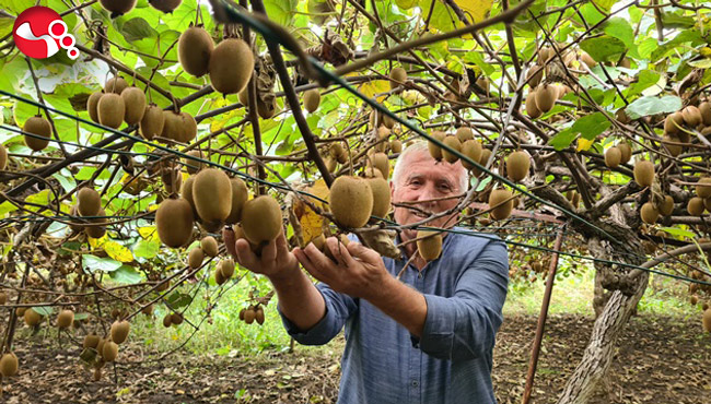 Fındıktan vazgeçip kivi ekti, kazancı üç kat arttı