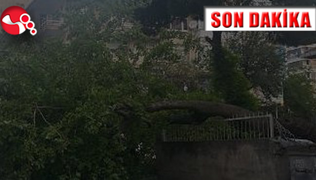  Kestiği ağacın altında kaldı!..