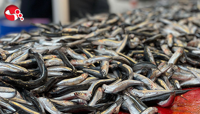 Denizden hamsi fışkırıyor