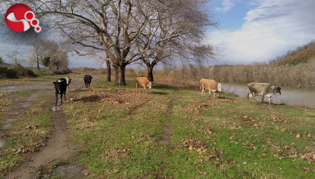 Irmak kenarındaki hayvanlar son anda kurtarıldı