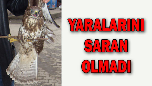 YARALI DOĞANI TEDAVİ ETTİREMEDİ